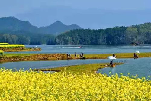 2016汉中油菜花节在南郑举办，展示汉中油菜花美景
