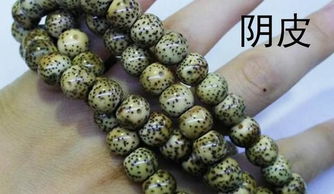 惯与天山之星月季的小秘密