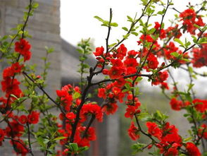 秋季和春季的修剪技巧