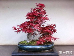 造型修剪，展现独特风采