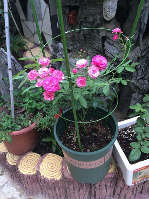 月季花，你需要注意这些细节