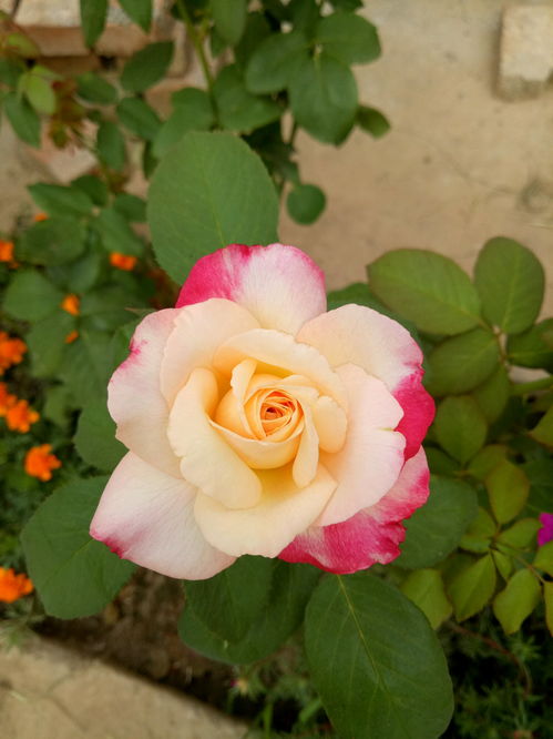 推荐适合室内装饰的月季品种