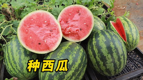 西瓜籽种植大揭秘：盆栽西瓜苗， 简单又美味