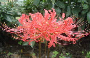 彼岸花在什么时间开花？生长习性受哪些因素影响