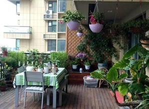 北阳台也嫩种开花草本？试试这组合！