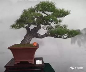 竹子盆景造型，如何巧妙融入山水意境