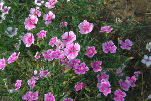 耐寒花草：冬季的守护者