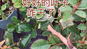 如何根据家庭环境科学养护月季花？新手入门有哪些实用养殖技巧分享