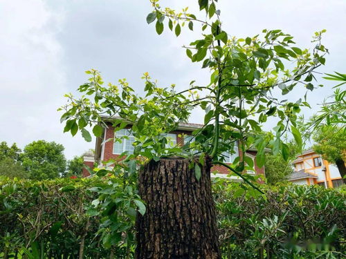 修剪时间， 春季Zui适宜