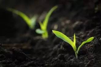 动物粪便，也是好选择