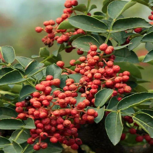 花椒， 枸杞，用途多样