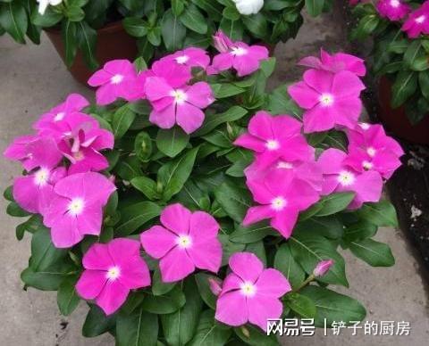 为什么我的长春花总是不开花，有什么解决办法吗