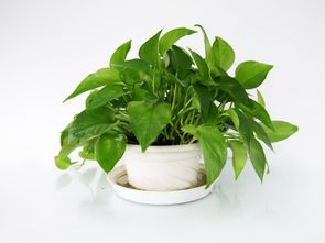 餐厅放绿萝风水好？这几种植物帮你招财