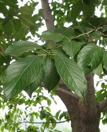 杜仲树皮的价值揭秘