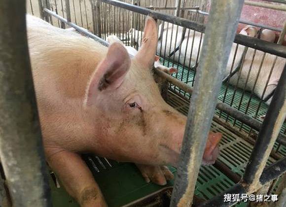 母猪发情周期平均多少天？导致母猪不发情的原因都有哪些