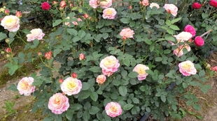 苏格兰黄油月季，花开的奇妙时光