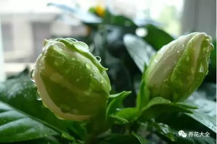 关键数据曝光：错误使用种子水，烂根概率高达73%！