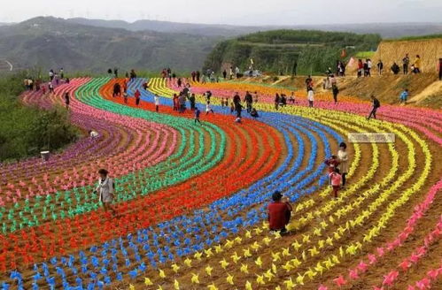 汝城井坡乡：绿色转型，花卉产业焕发生态新魅力