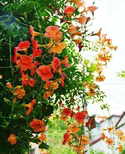 凌霄花的攀爬嫩力