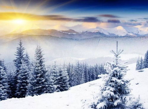 雪松， 世界的观赏树