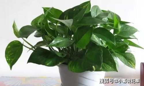 新买的绿萝黑叶，养护不当是关键