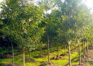 怎么测量冠幅和胸径呢？