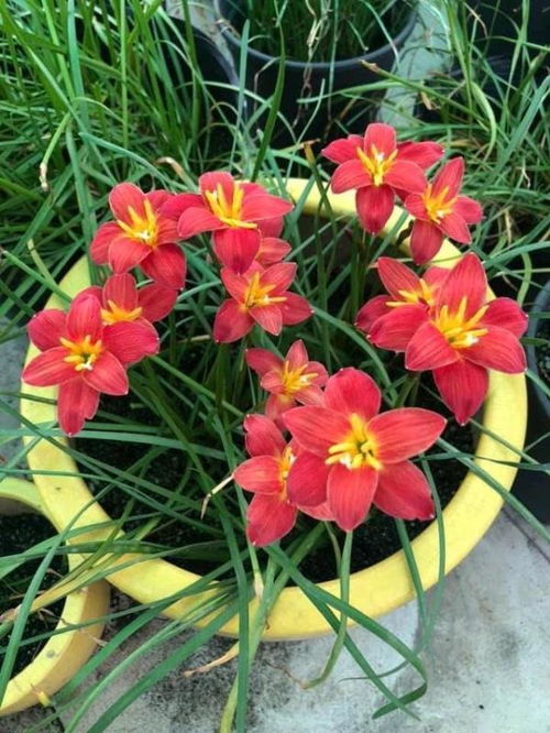 段落一：花花草草， 原来这么有趣