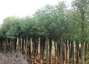 郑州花卉苗木市场