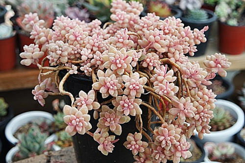 问题1：为什么我养的红花总发蔫嗯？