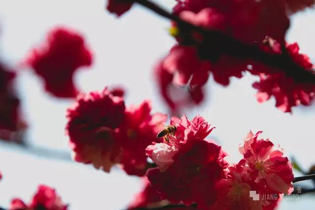 秋英花，秋之精华