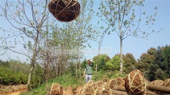 提高苗木成活率的保障措施