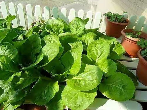 养阴凉处的几种观赏盆栽