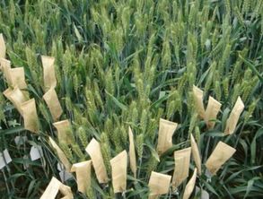 春小麦：春季播种