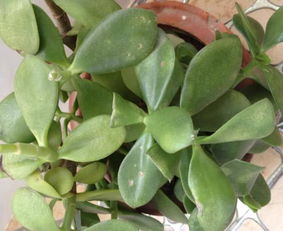 玉树种植土壤如何制作？需添加哪些特殊成分