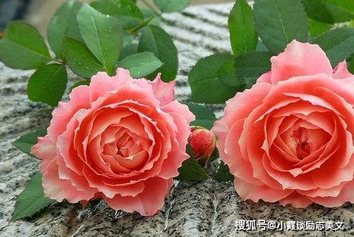 红色月季花语究竟蕴含着怎样的爱意之美