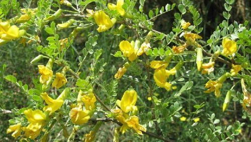 柠条：固沙高手， 产量惊人