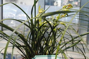 兰花施肥的小窍门，你知道吗？