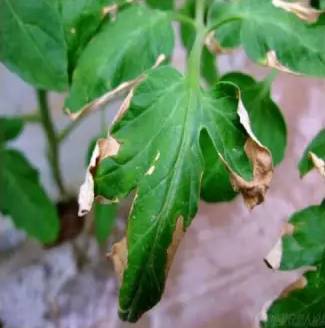 药害观察与不同作物反应