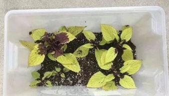 芍药花扦插繁殖？如何提高成功率