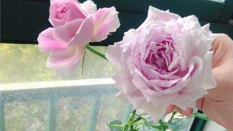 遭遇暴风雨后的月季苗木管理小技巧