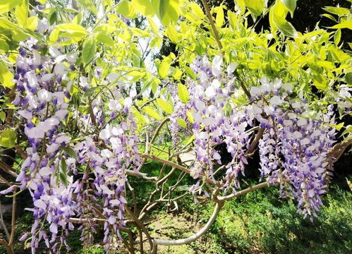 紫藤开花的时间点