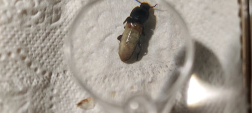 黄粉虫雌雄鉴别：观察虫体形态