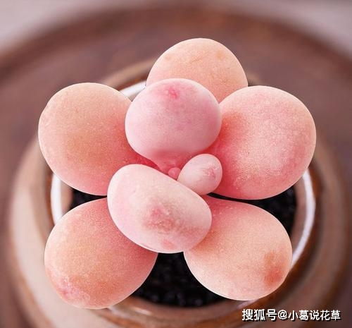 浇水：桃蛋多肉的“生命之源”