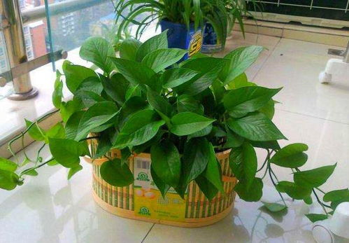 1. 绿萝：办公室的绿色守护者