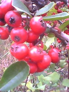 误区①：种子越多越好