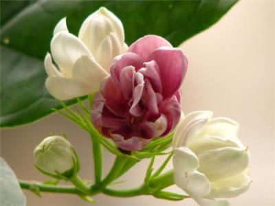 观察茉莉的生长， 修剪也要适时进行