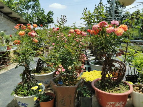 爱好变事业， 一个90后的花卉奇遇