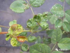 黑斑病，月季的噩梦