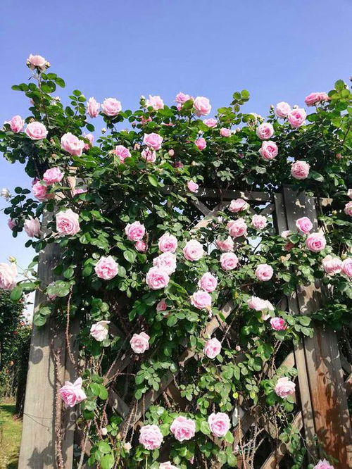 月季花， 花中皇后辰山植物园等你来赏