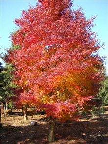 河南鸡爪槭价格揭秘：16万一棵，值不值？